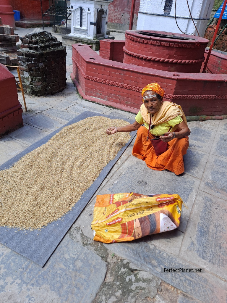 Mujer secando arroz