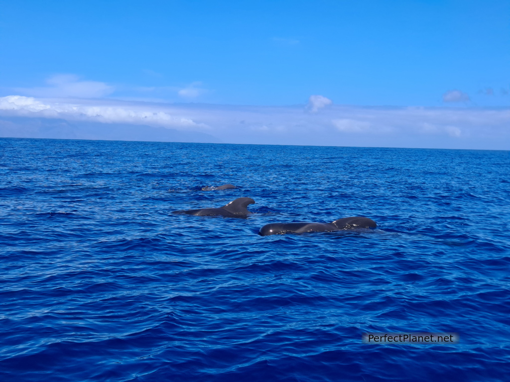 Pilot whales