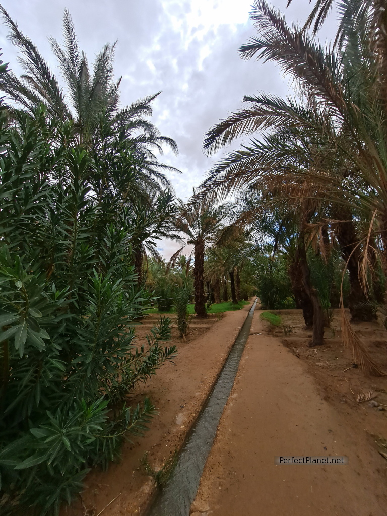 Palmeral