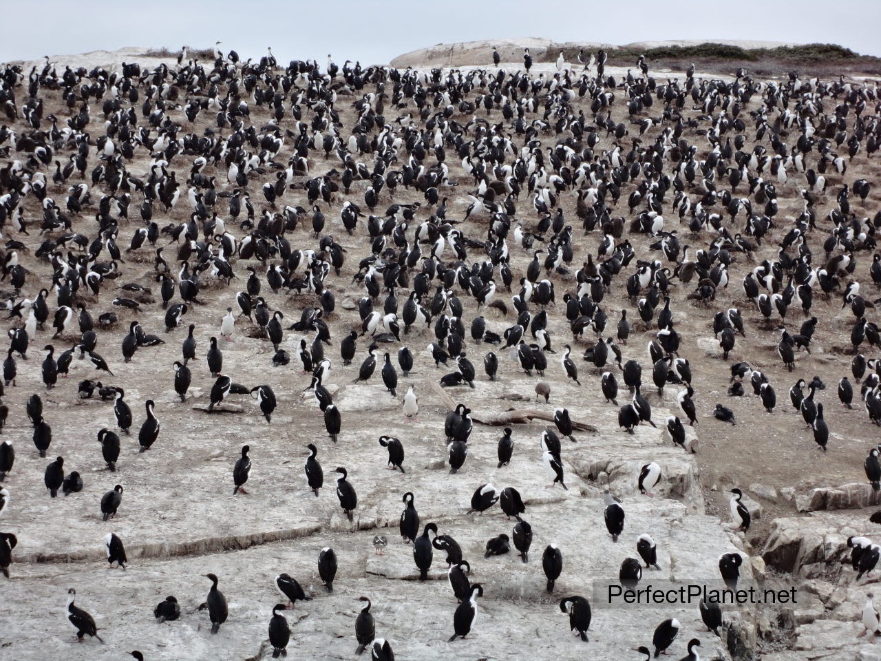 Cormoranes