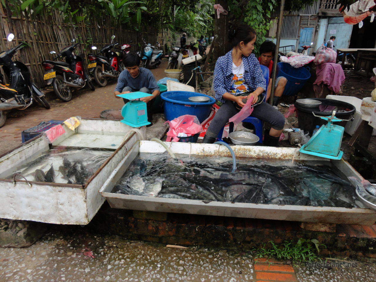 Luang Prabang market