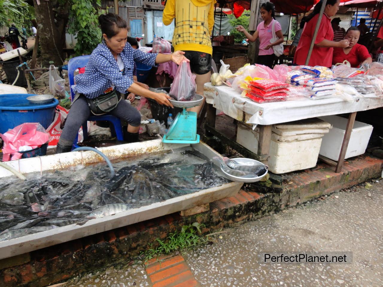 Morning market