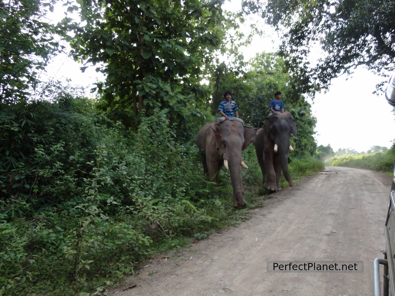 Elephants