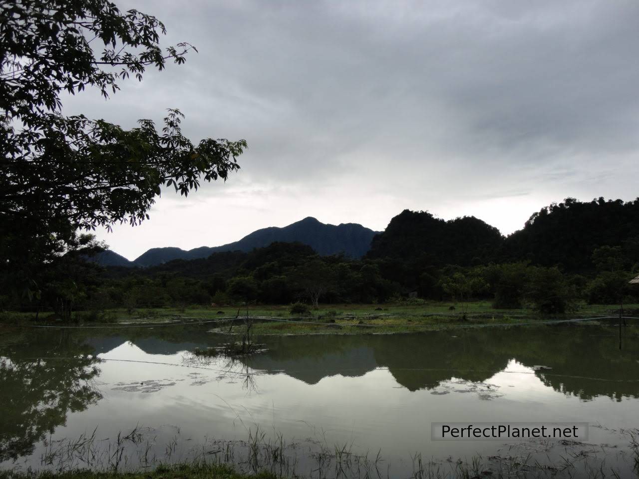 Rice fields