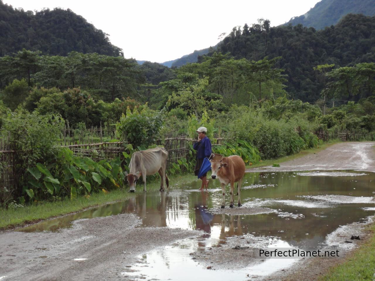 Man with a cattle