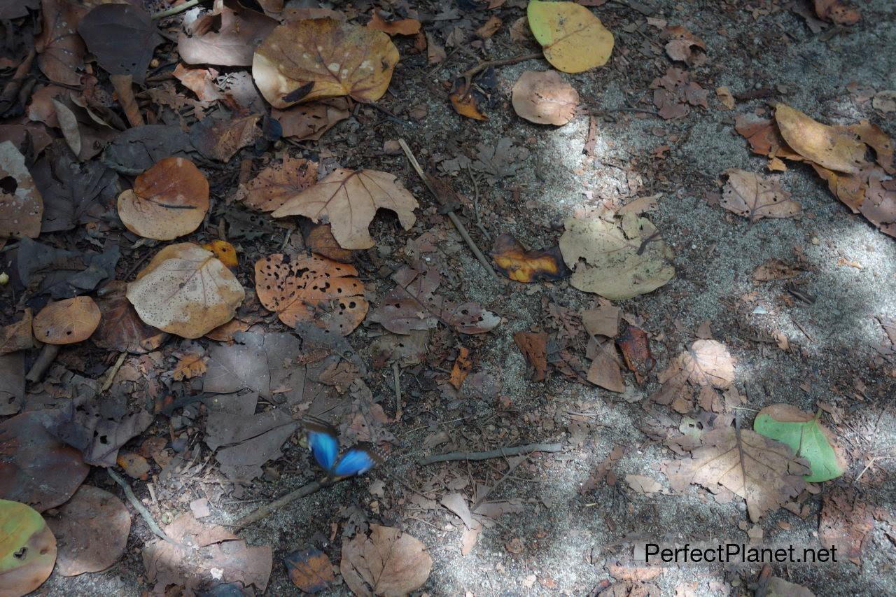 Mariposa en Parque Nacional Tayrona