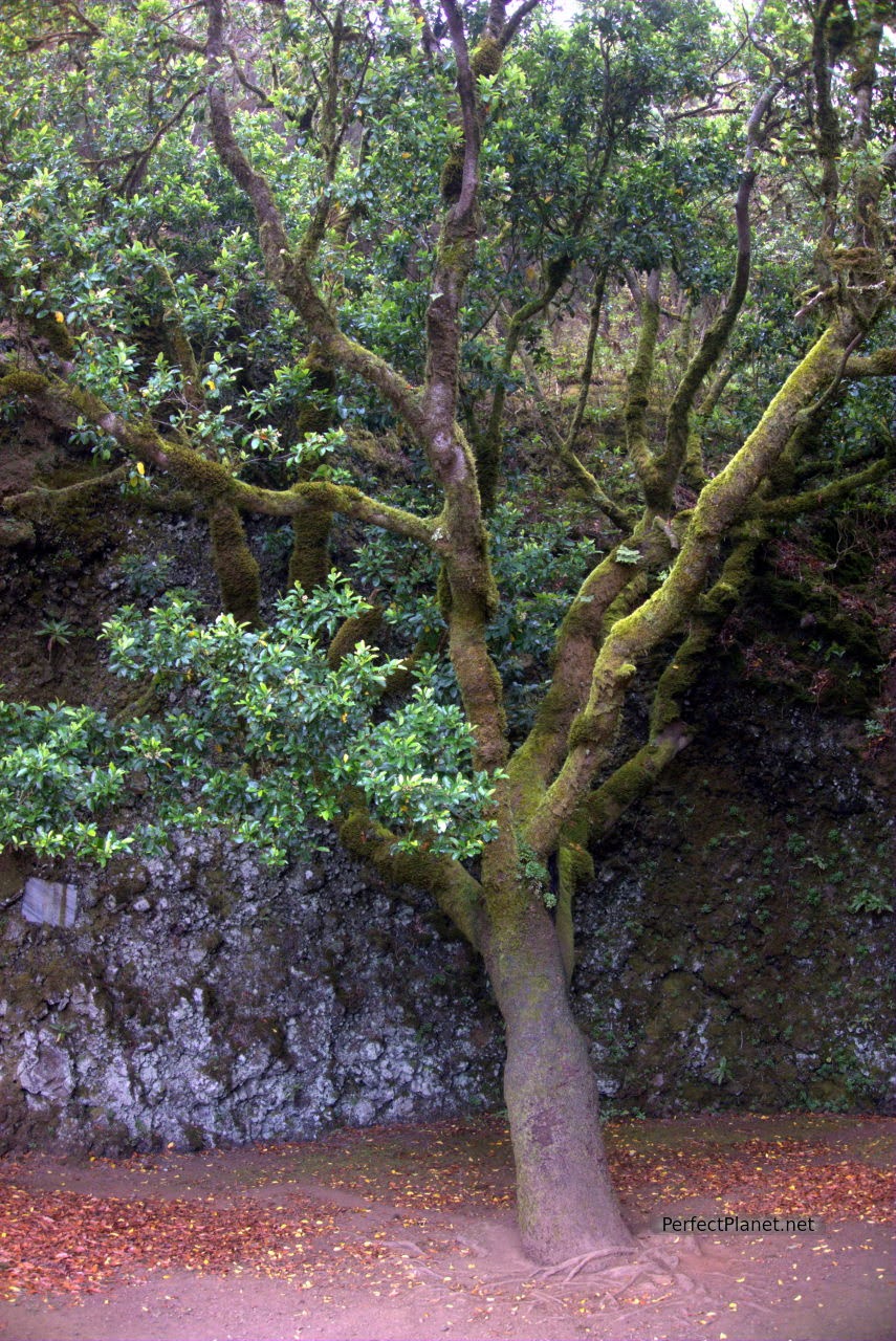 Garoé tree