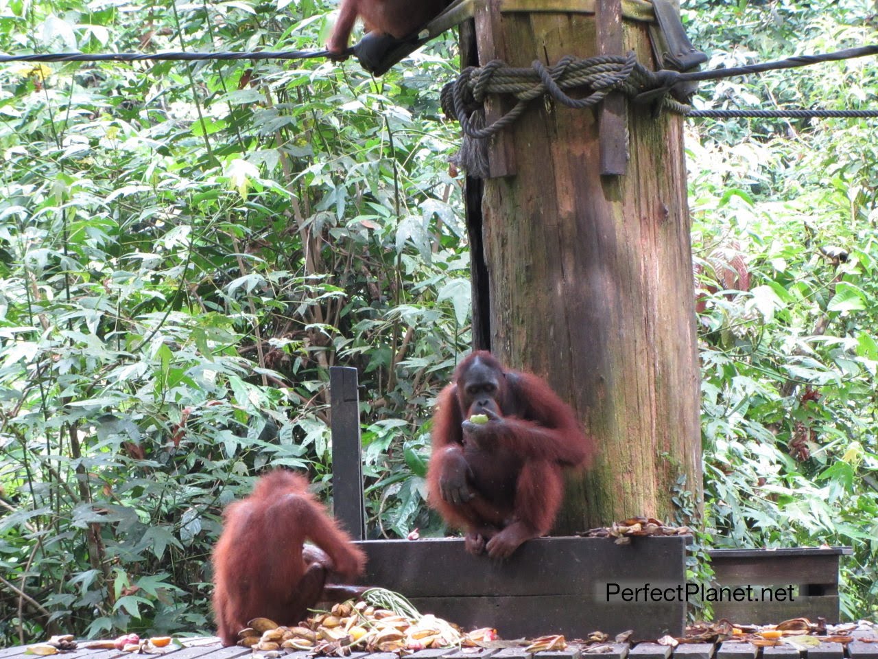 Orangutanes comiendo