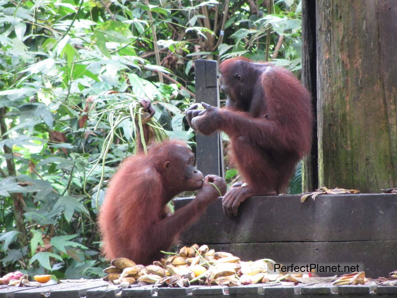 Orangutanes comiendo