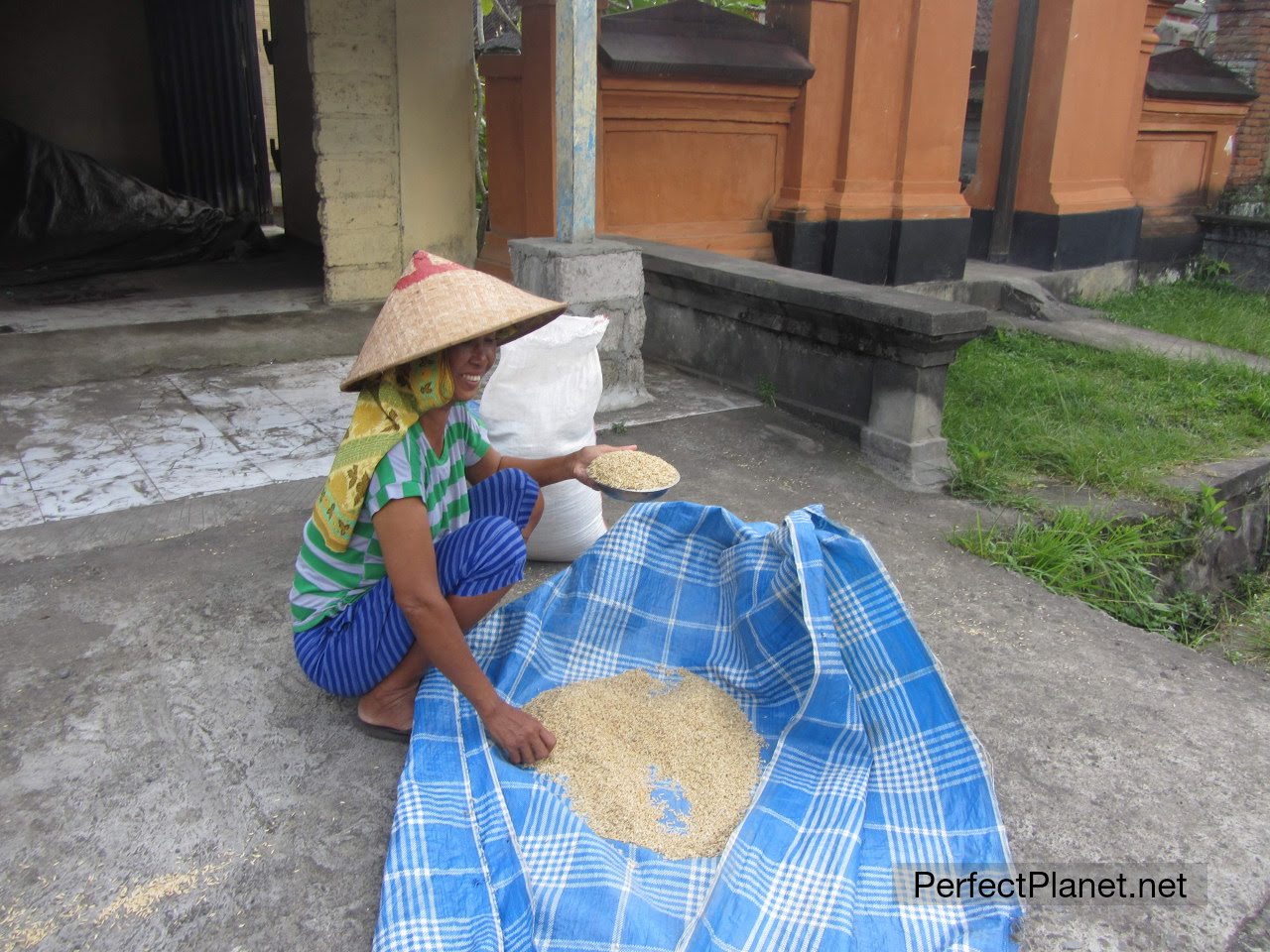 Spreading rice