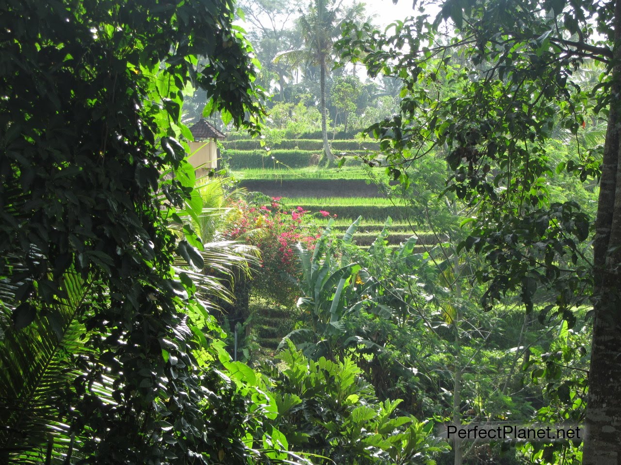 Balinese landscape