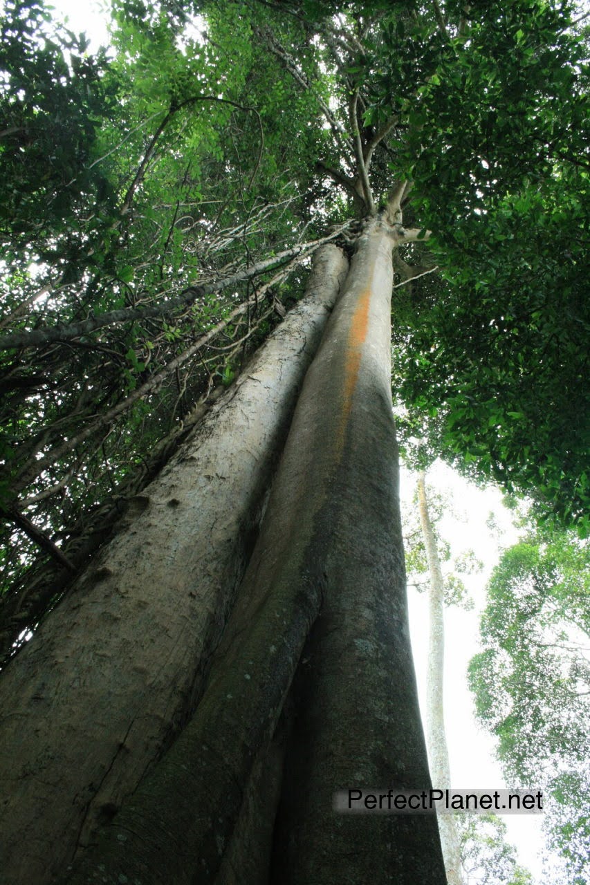 Parque Nacional Khao Yai