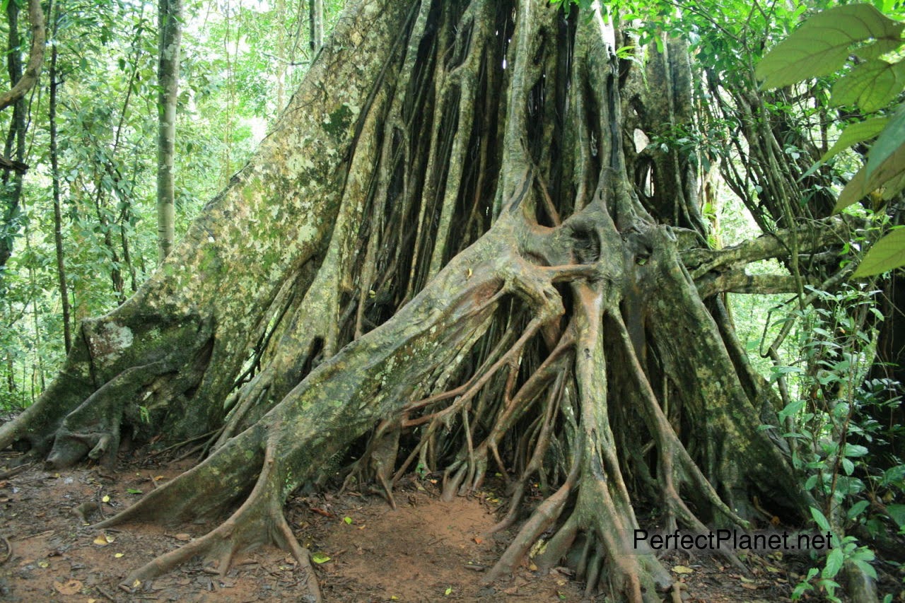 Khao Yai National Park