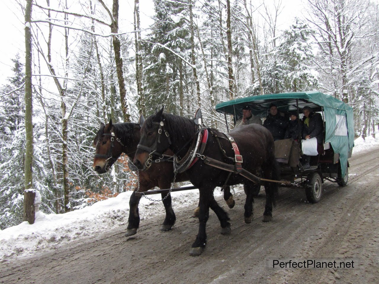 Horse-drawn carriage