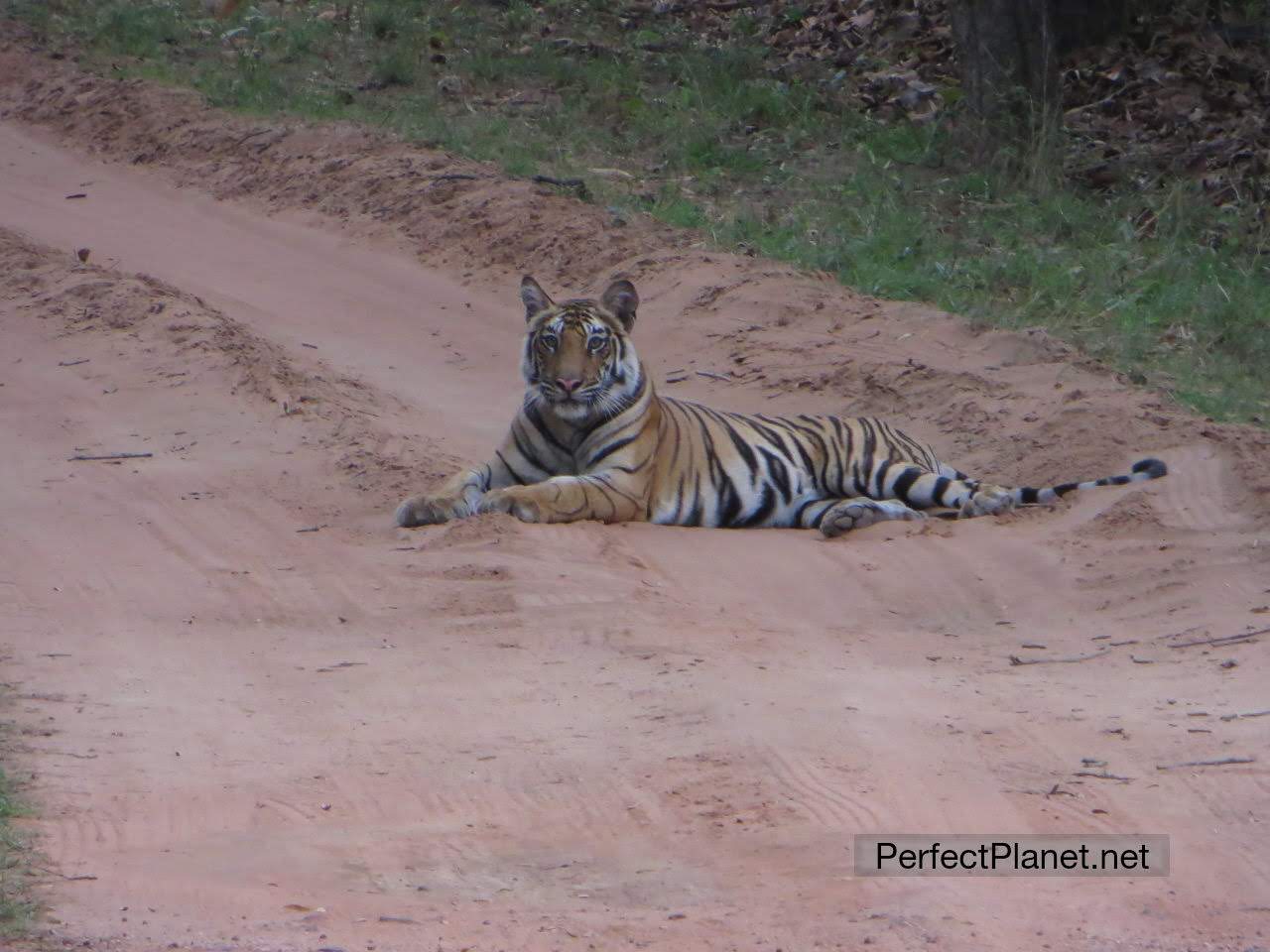 Tigre de Bengala