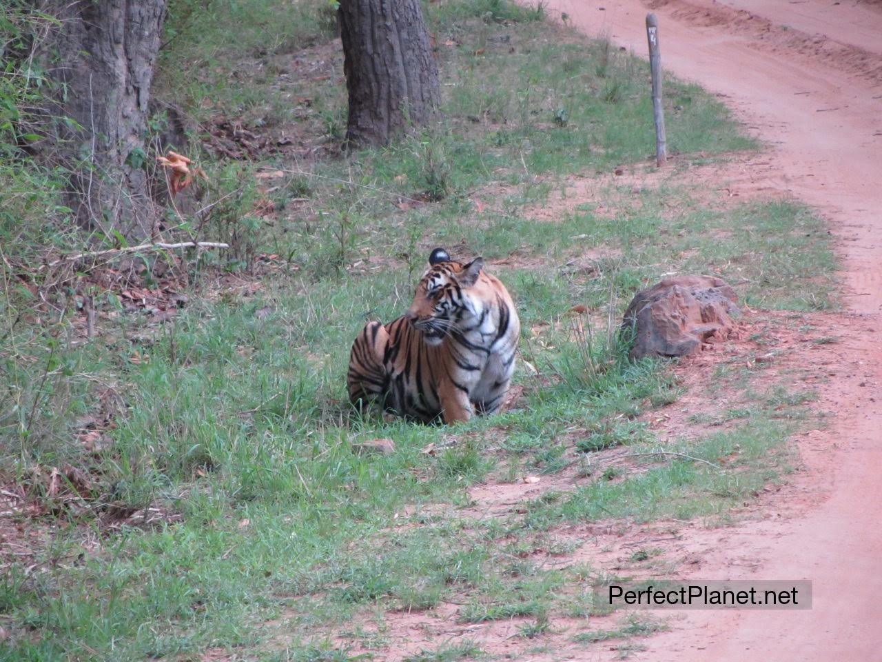 Tigre de Bengala