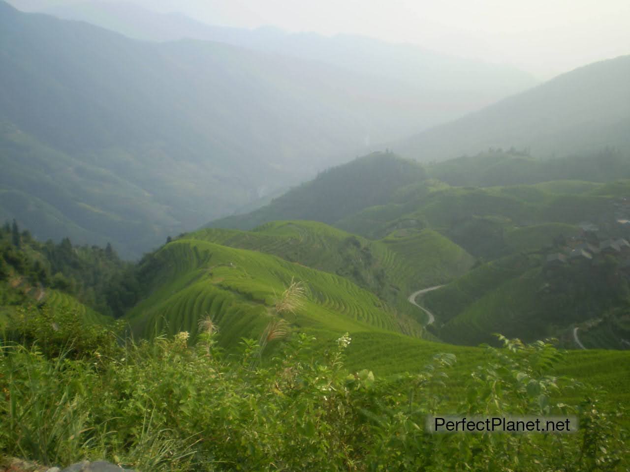 Rice terrace Ping An