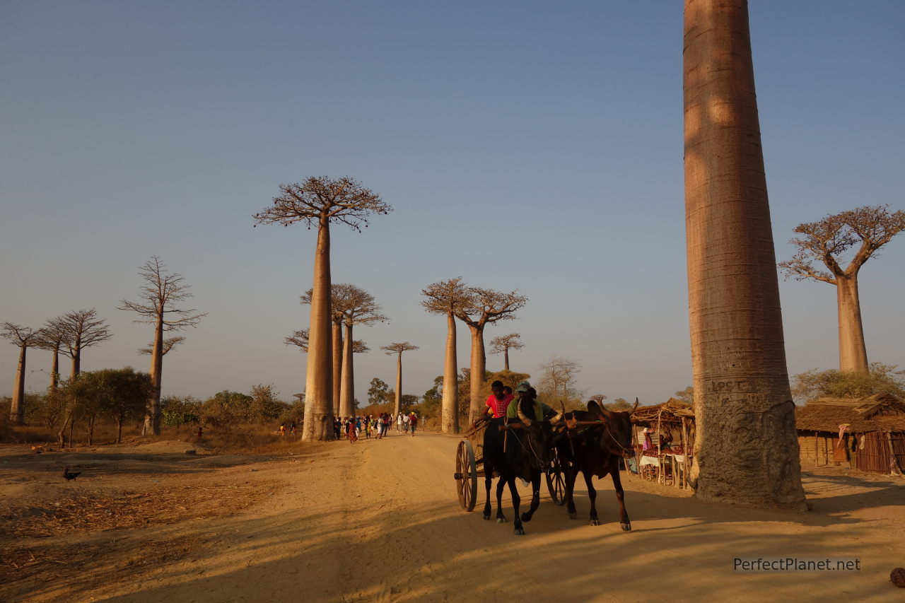 Alleé des Baobabs