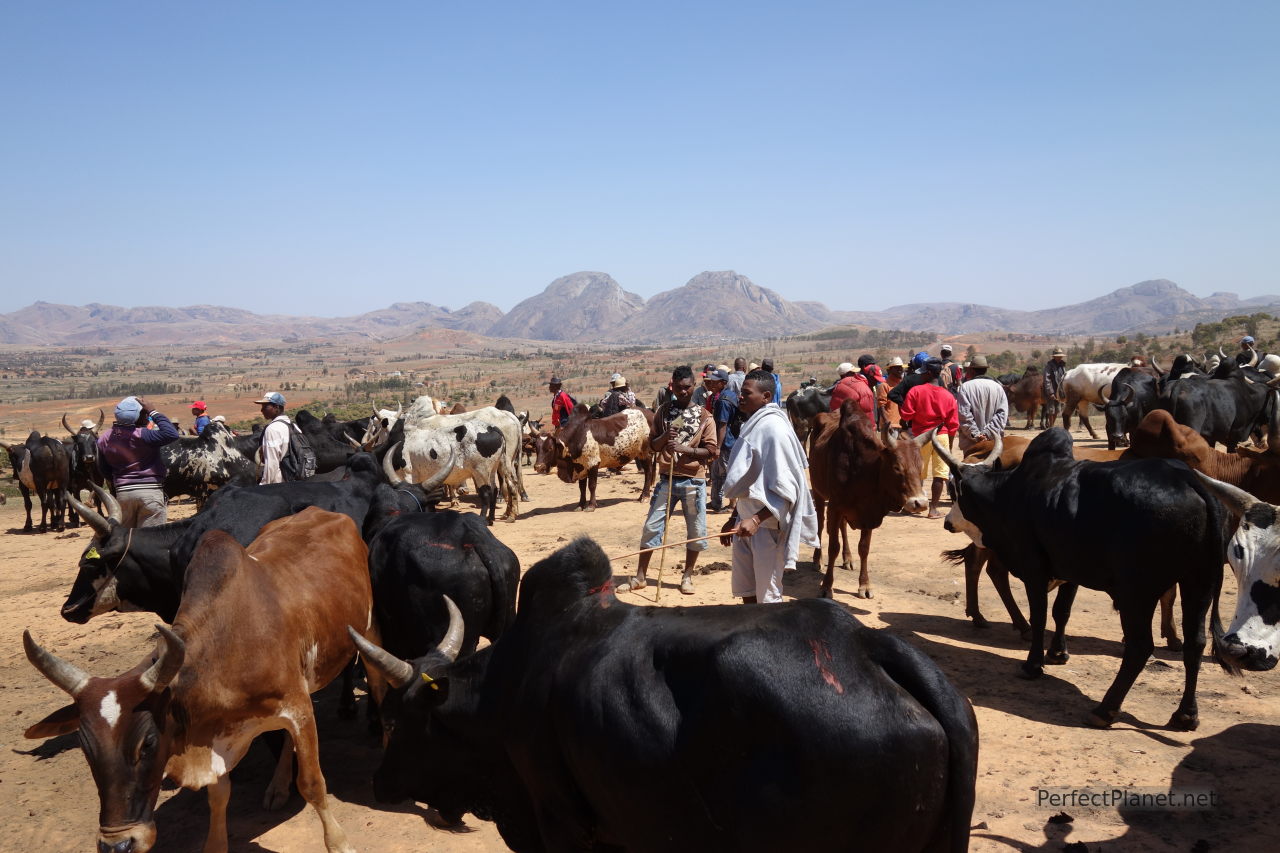 Zebu market