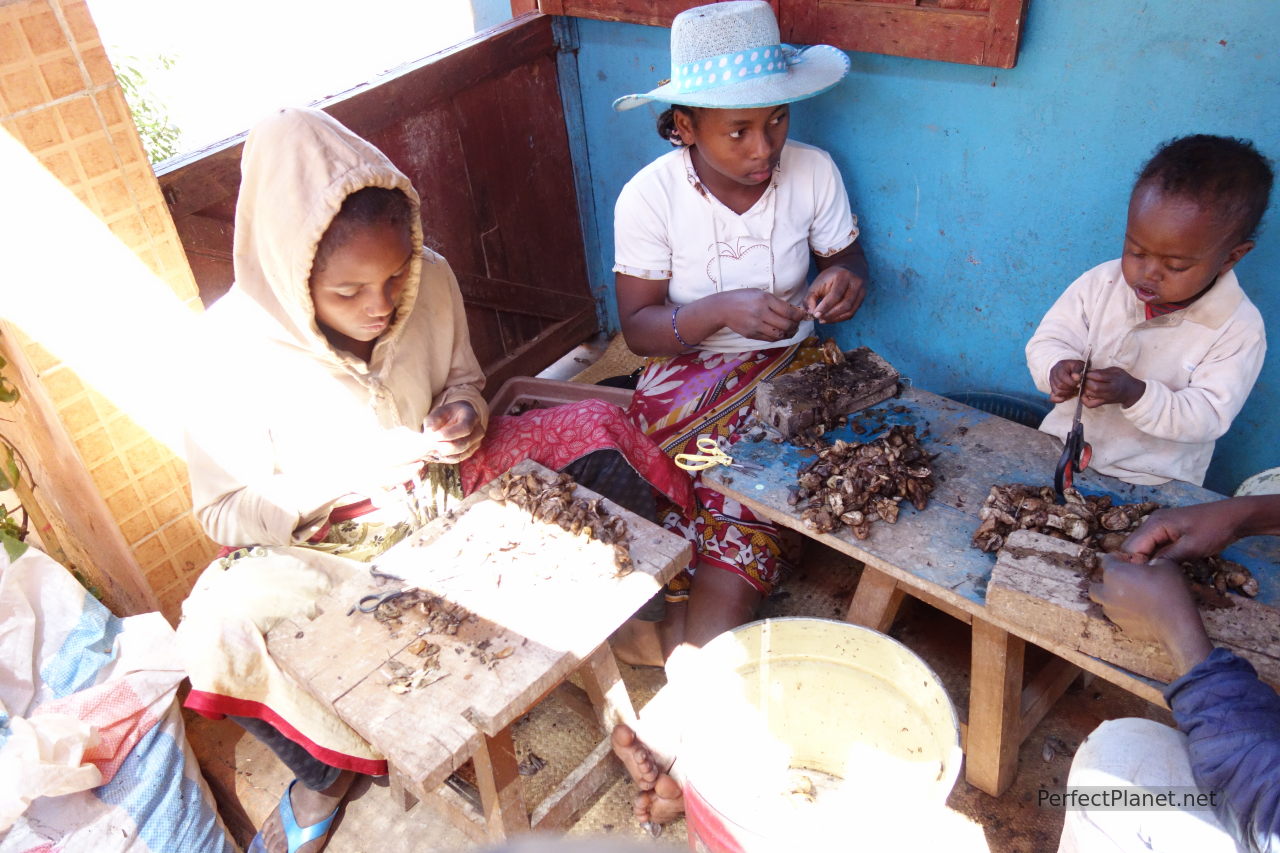 Trabajadores de seda en Amabalavao