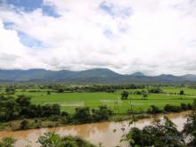 Rice Fields