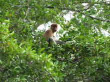 Proboscis monkeys