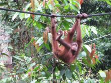 Orangutanes en Centro de rehabilitación de Sepilok
