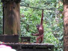 Orangutanes en Centro de rehabilitación de Sepilok