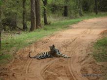 Tigre de Bengala