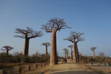 Alle Baobab