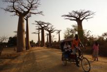 Alleé des Baobabs