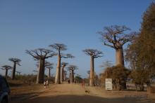 Alle Baobabs