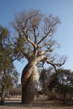 Baobab enamorados