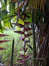 Heliconias