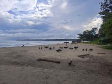 Vultures in Cahuita
